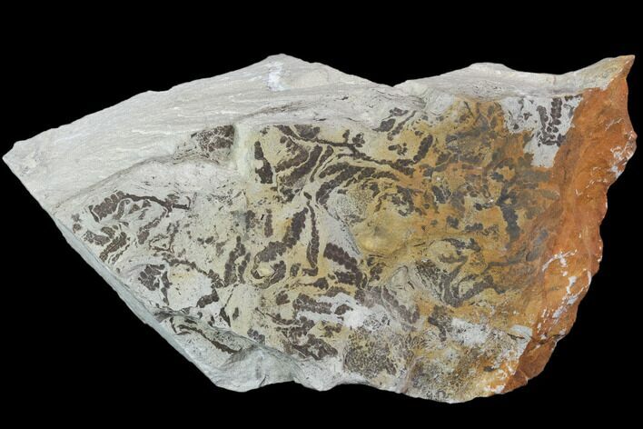 Plate Of Silurian Fossil Algae (Leveillites) - Estonia #102635